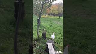 Kokica beži🌱🌳🌱the chicken runs away [upl. by Nylicaj553]