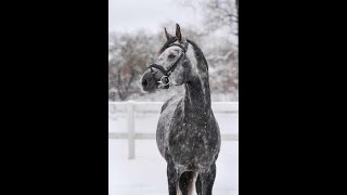 7yo dressage  allroung gelding 168 cm g [upl. by Thorr]