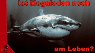 Ist Megalodon noch am Leben  Devil King Deckt auf HDDE [upl. by Wesla]