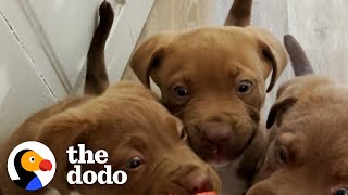 The 8 Rules To Fostering A Litter Of Tiny Puppies  The Dodo Foster Diaries [upl. by Sammer302]