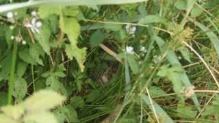 Sedge Warbler nest [upl. by Noirad]