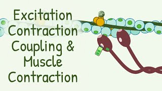 AWARD WINNING Animation Explaining Excitation Contraction Coupling amp Muscle Contraction [upl. by Traver]