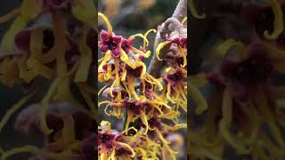 Stunning Winter Flowers from our Native Witch Hazels Hamamelis [upl. by Rosmunda74]