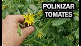 👉 POLINIZAR El TOMATE De Forma Manual Flor Del Tomate  La Huertina De Toni [upl. by Eliathas939]