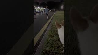 Corgi chases two boys who run away screaming in Fujian Province China [upl. by Amena636]