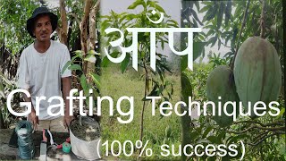 आँप ग्राफ्टिङ विधि  Mango Grafting techniques with result100 success [upl. by Lorrie]