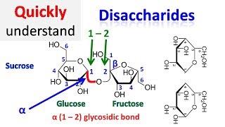 Disaccharide [upl. by Beckman266]