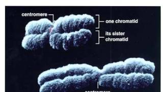 DNA during Cell Division [upl. by Karissa]