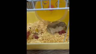 Hamster babies taken care of by their mother [upl. by Glavin]