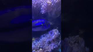 Bristol aquarium coral pulsing Xenia hammer toadstool and mushroom coal [upl. by Nialb]