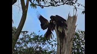 Australian Black Cockatoo Birds  Yellow Tail [upl. by Atsillak]