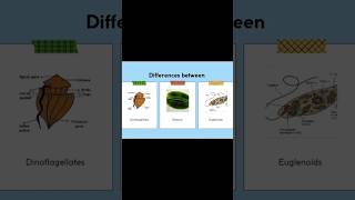 differences dinoflagellates diatoms euglenoids botany [upl. by Atoked]