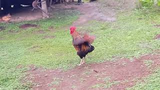 morning rooster 🐓 [upl. by Alioz]