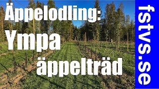 Ympa äppelträd [upl. by Mairim]