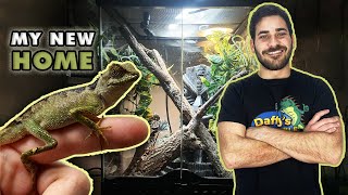 Setting Up A Vivarium For Juvenile Mountain Horned Dragons [upl. by Nileak]