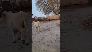 Calf tries running away when trying to move it [upl. by Prospero]