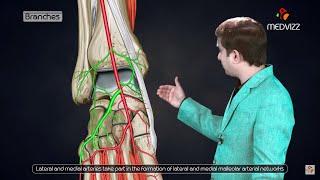 Dorsalis pedis artery Animated lecture   Lower limb Gross anatomy from Dr vishram singh [upl. by Nnayrrehs70]