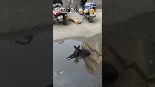 funny karamati comedyfilms comedy doglover comedyprank comedyvideo viralvideo trending [upl. by Eggett500]