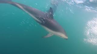 Swimming With The Amazing Dusky Dolphin In The Open Sea [upl. by Erdnad770]