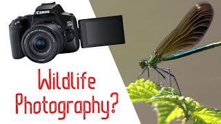 How Good is the Canon 250D for Wildlife Photography  Rebel SL3 Review  Wildlife Photography [upl. by Desireah]