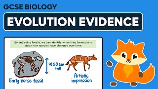 Evidence for Evolution  GCSE Biology [upl. by Hakan349]