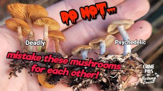 Mushroom Identification in Landscaping Beds [upl. by Branscum]