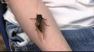 Cicadas causing some disturbances in Newberry [upl. by Trudie]