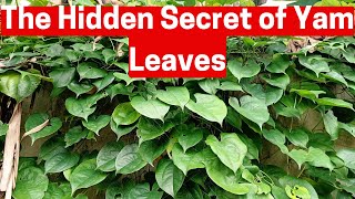 Top 5 Surprising Benefits of Yam Leaves [upl. by Cordova]