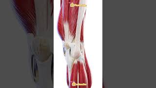 🦵 How Does the Knee Joint Move 🦵 It’s all about [upl. by Hunley]