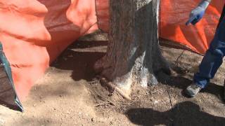 Integrity Tree Scottsdale  Girdling Roots in Declining Elm Tree [upl. by Jenkins202]