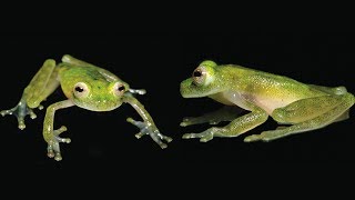 Hyalinobatrachium yaku  a new glassfrog from Ecuador [upl. by Ordisy]