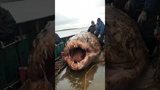 Fishermen Stopped Cold – They Caught a Mysterious Sea Giant [upl. by Treharne]