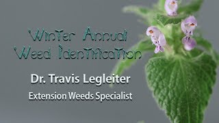 Winter Annual Weed Identification [upl. by Fradin]