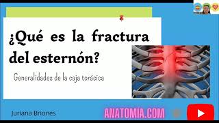 ¿QUÉ ES LA FRACTURA DEL ESTERNÓN Generalidades de la caja torácica [upl. by Kinimod]