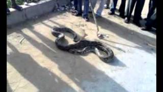 Giant Python being killed by people [upl. by Harimas]