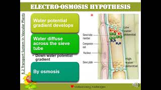 Biology STPM Translocation Hypothesis Electroosmosis Cytoplasmic Streaming amp Peristaltic Wave [upl. by Caldwell]