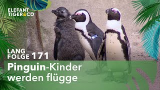 Kleine Pinguine werden erwachsen Langfolge 171  Elefant Tiger amp Co  ARD [upl. by Noseyt]