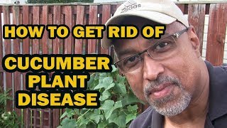 How To Get Rid of Cucumber Plant Disease [upl. by Terris241]