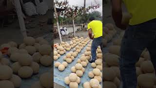 Linda cosecha de Melón 🍈 viralvideo melon [upl. by Clabo]