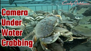 Underwater Camera Dungeness Crabs Last Day Of The Season Puget Sound [upl. by Vizzone]