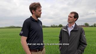 What can we do to reduce crop stress in spring barley for ramularia control [upl. by Alag]