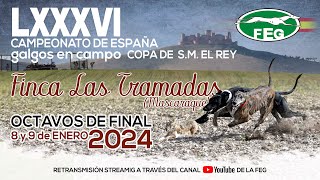 Segunda Jornada Mejores momentos de los Octavos de Final quot LXXXVI CTO DE ESPAÑA DE GALGOS EN CAMPOquot [upl. by Gefen]