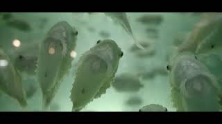 Development of lumpfish farming – fighting sea lice infestation in salmon farming [upl. by Valerye]