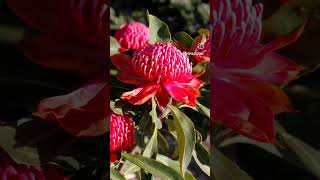 Australian Waratahs [upl. by Warga]