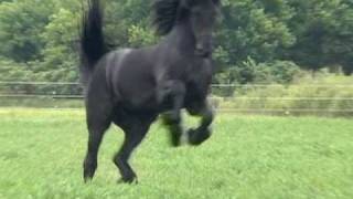 FPS Approved Friesian Stallion Sipke 450 [upl. by Kcor386]