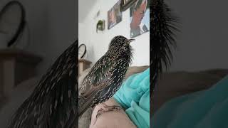 My Starling Tweeters asking for his bath [upl. by Ryter]