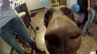 Zeus The Red Doberman Eating BIRTHDAY CAKE  5 Years Old [upl. by Skyler211]