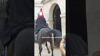 King’s horse get spooked Guard controlled the horse fyp horseguard kingsguard animals animals [upl. by Stein835]