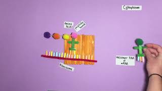 Polypeptide Synthesis Model [upl. by Kieryt]