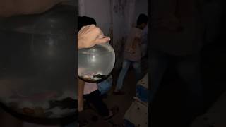 Fishes 🐟 k sath unka bowl bhi mil gaya  PetsMan  fishbowl molly sharkfish petsvlog petfish [upl. by Dnaloy]